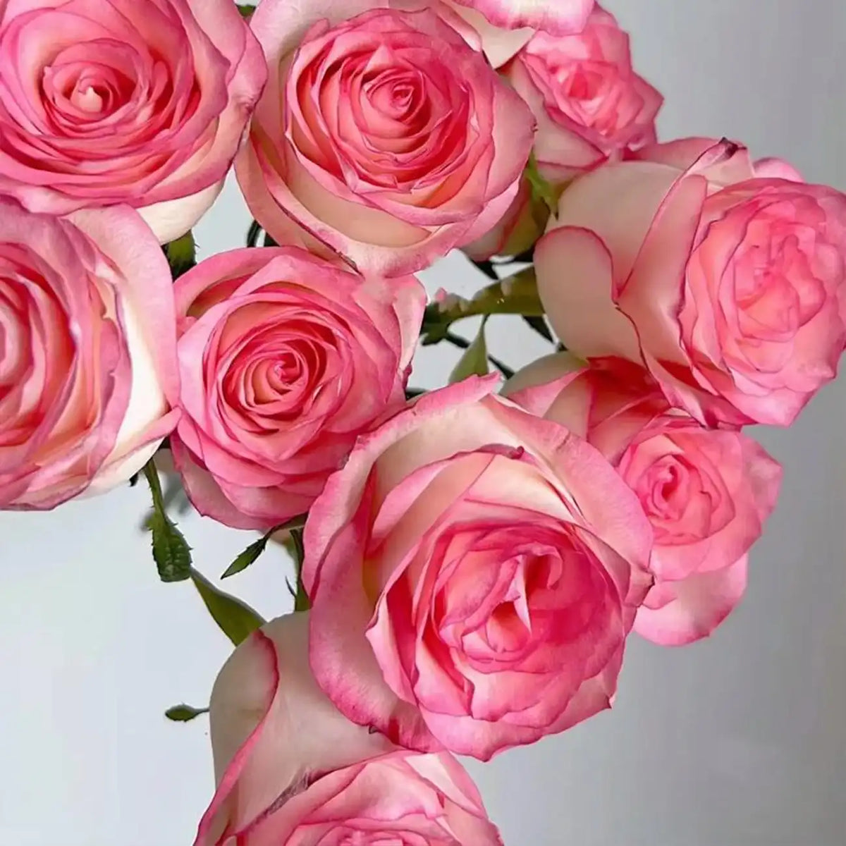 Elsa Rose Seeds