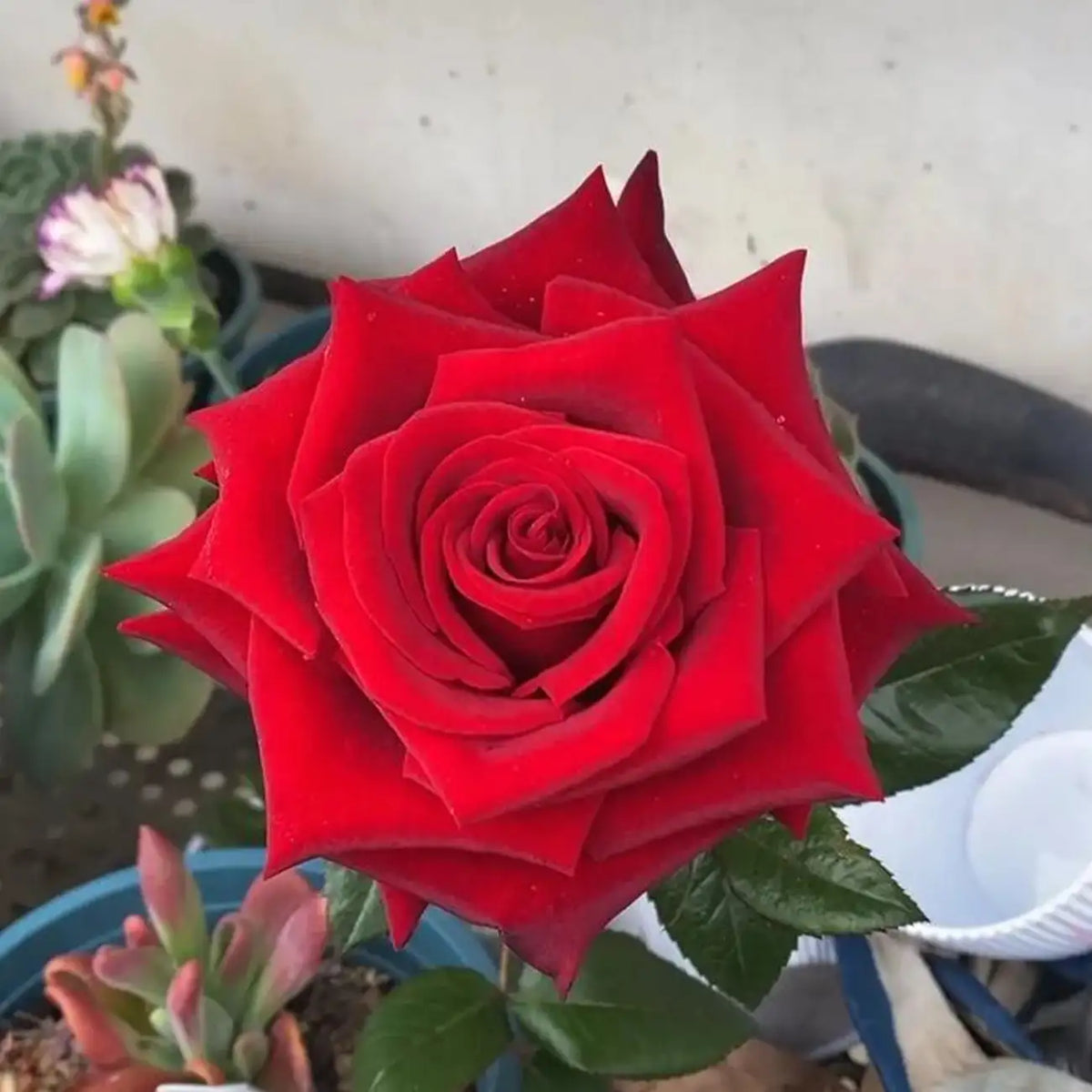 Explorer Rose Seeds