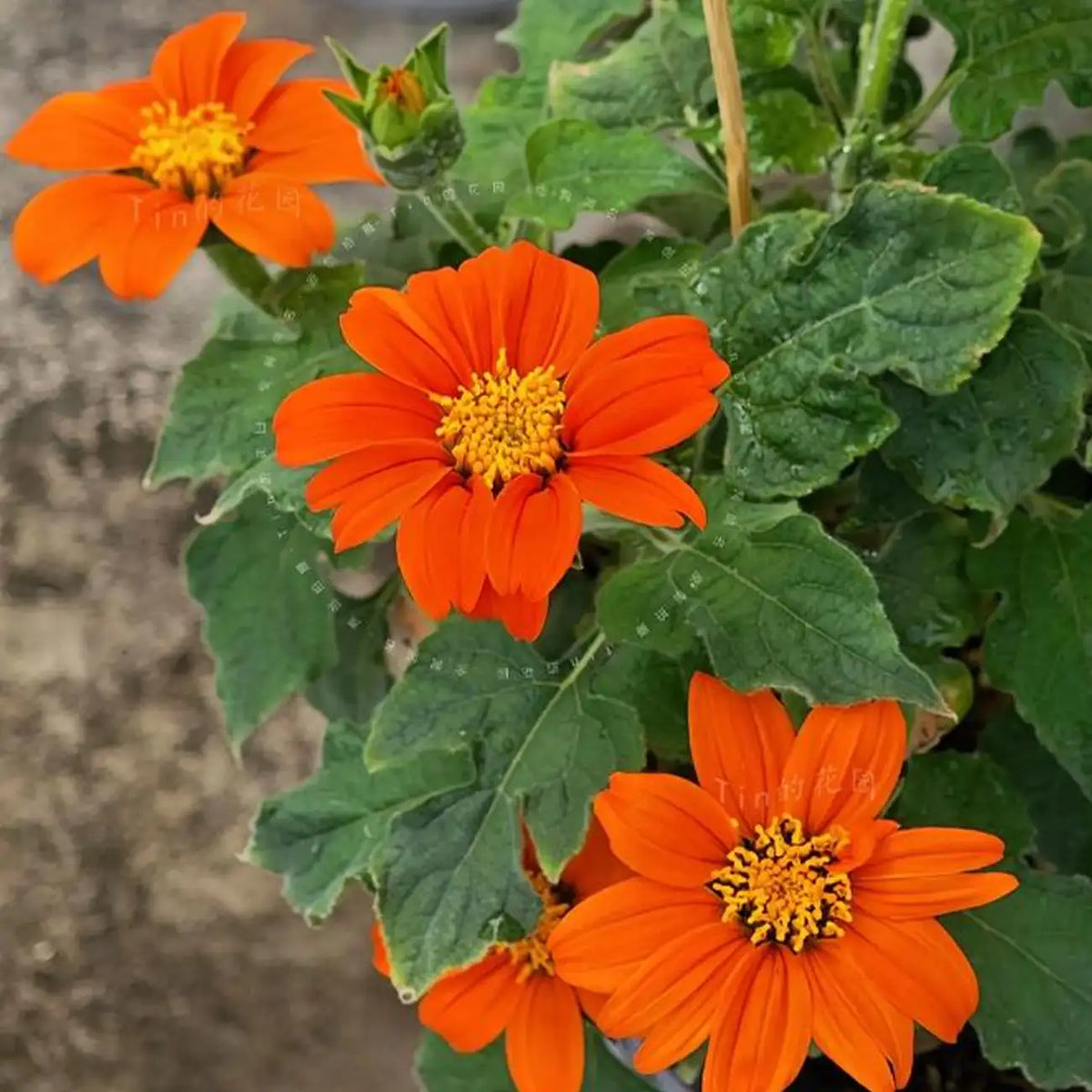 Fiesta del Sol Mexican Sunflower Seeds