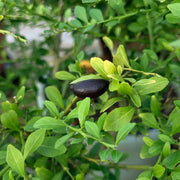 Finger Lime Seeds (Caviar Lime)