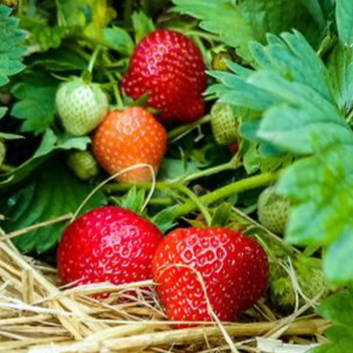 Fragaria 'Eclair' Strawberry