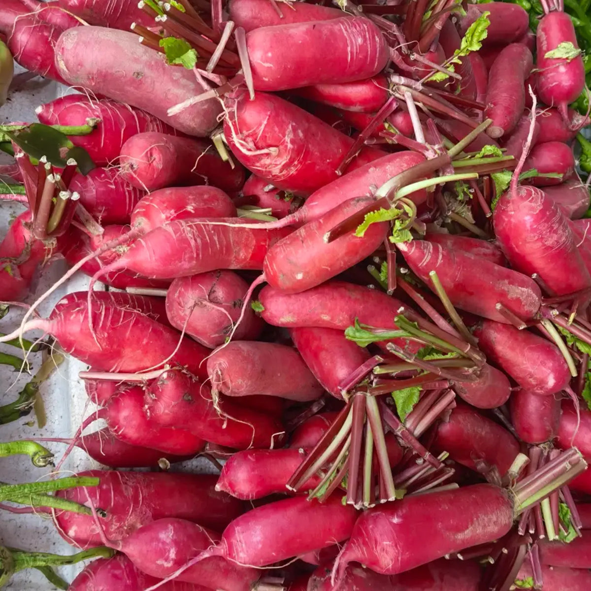 French Breakfast Radishes Seeds