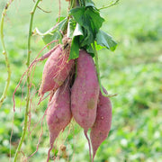 Sweet Potato Seeds