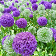 Giant Allium Giganteum Seeds