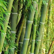 Giant Bamboo Seeds
