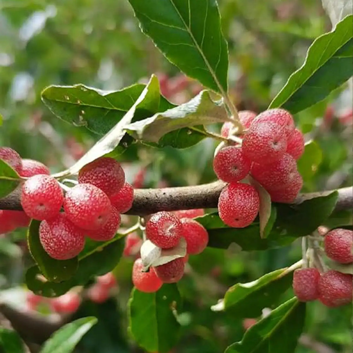 Goumi Berry Seeds