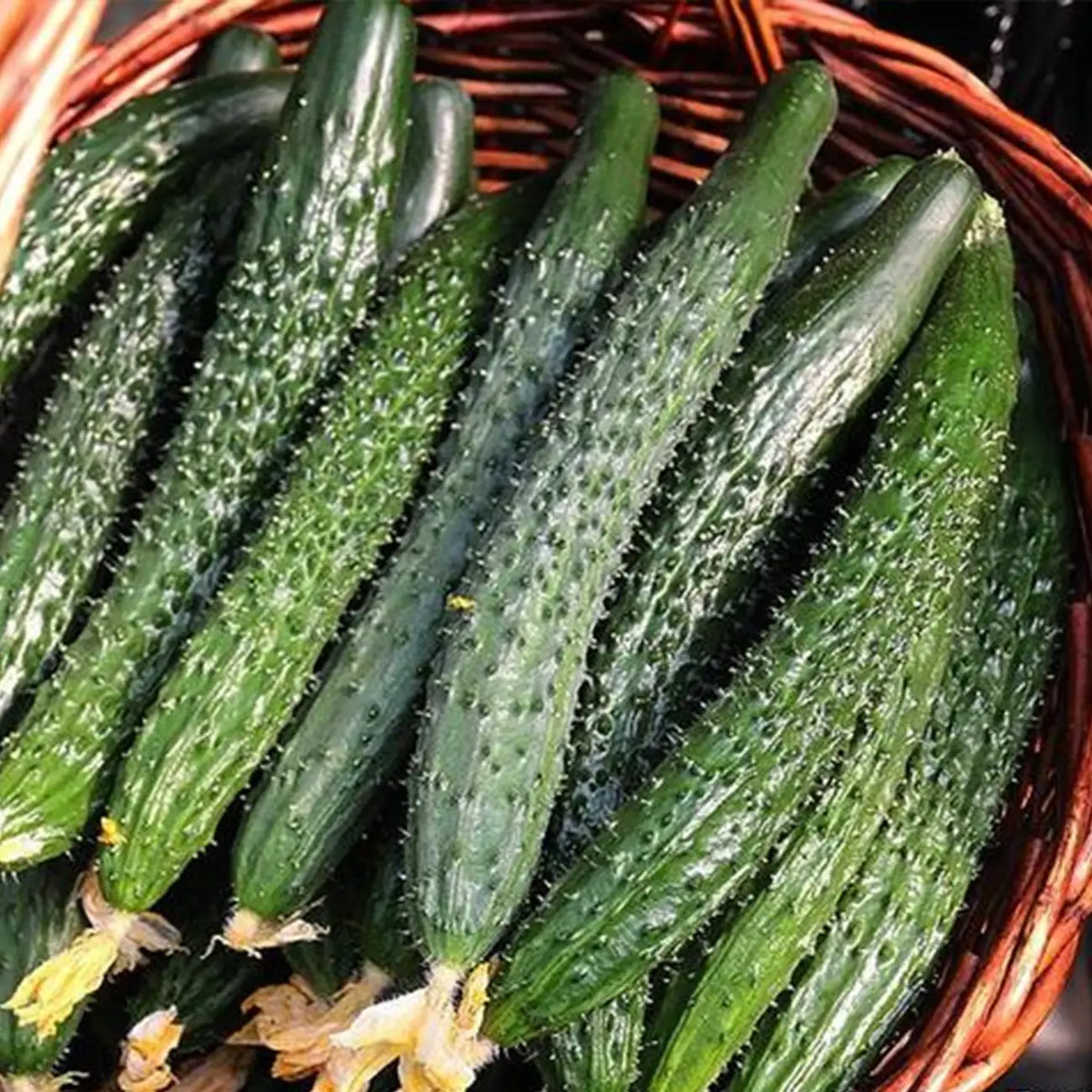 Heirloom Chinese Cucumbers Seeds