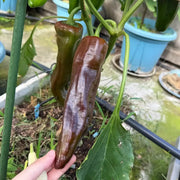 Heirloom Italian Sweet Peppers Seeds