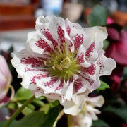 Hellebore Seeds - Confetti Cake