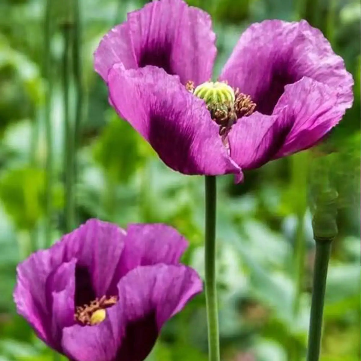 'Hungarian Blue' Poppy Seeds