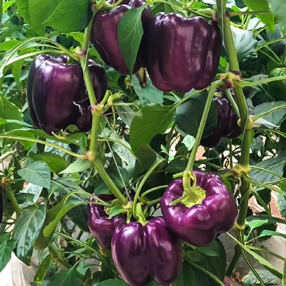 Jewel-Toned Bell Peppers Seeds-Purple