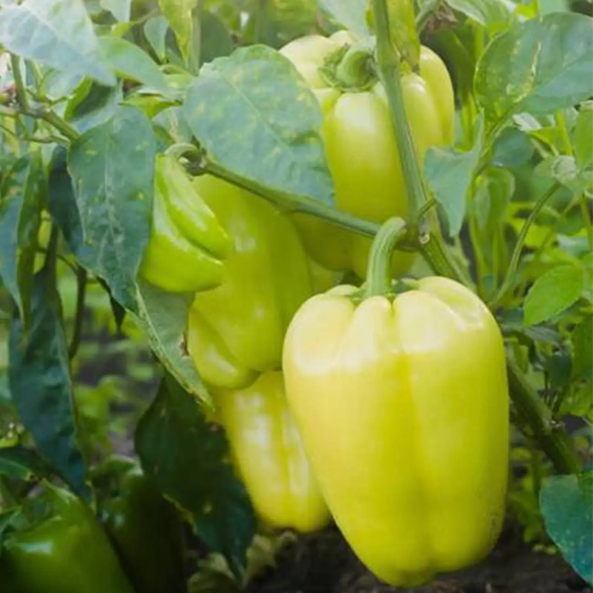Jewel-Toned Bell Peppers Seeds-Yellow