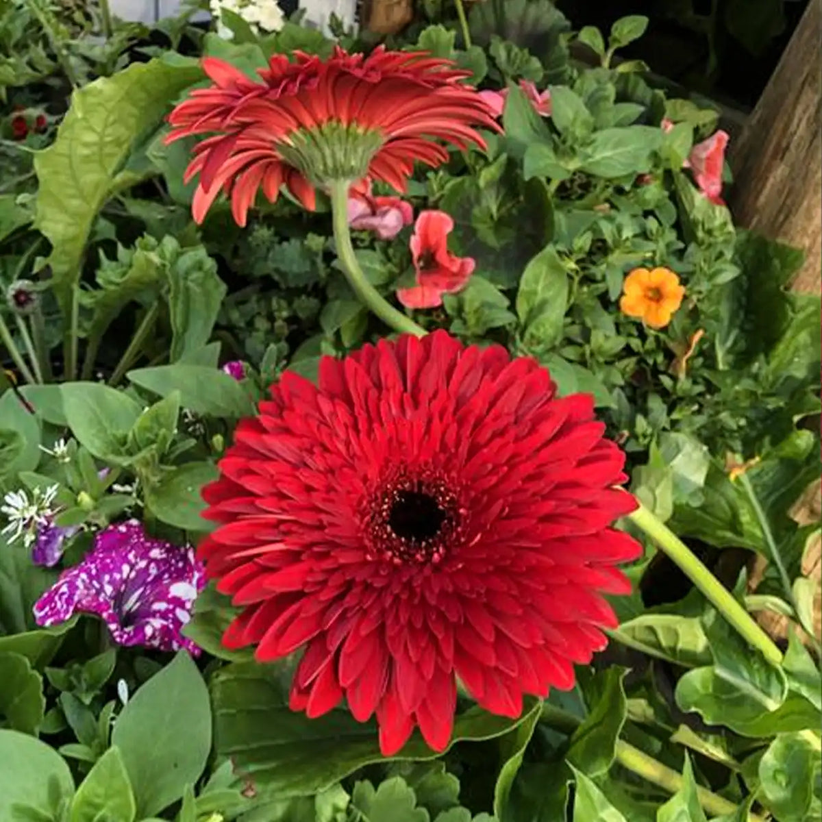 Large-Flower Marigolds Seeds