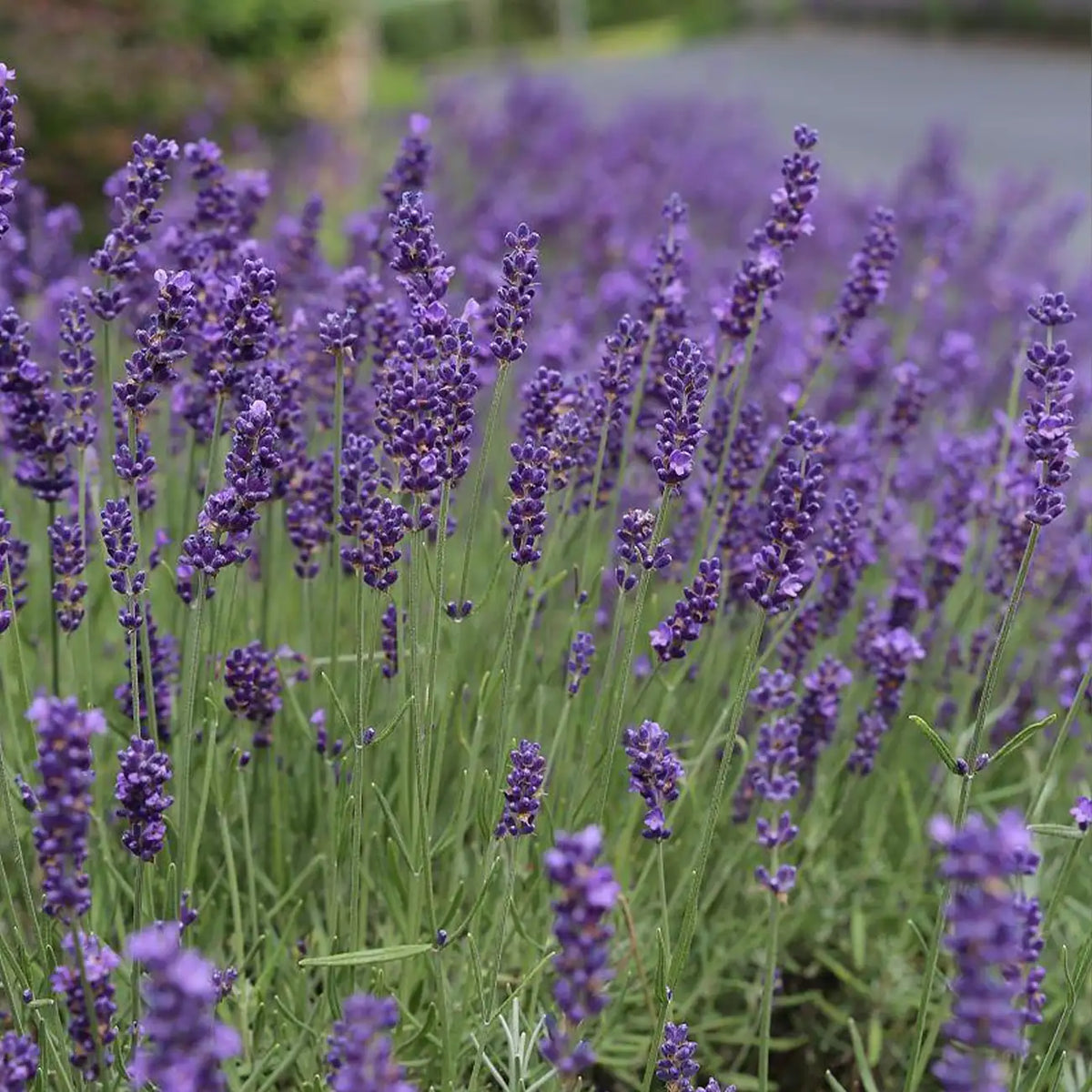 Lavender, Grosso