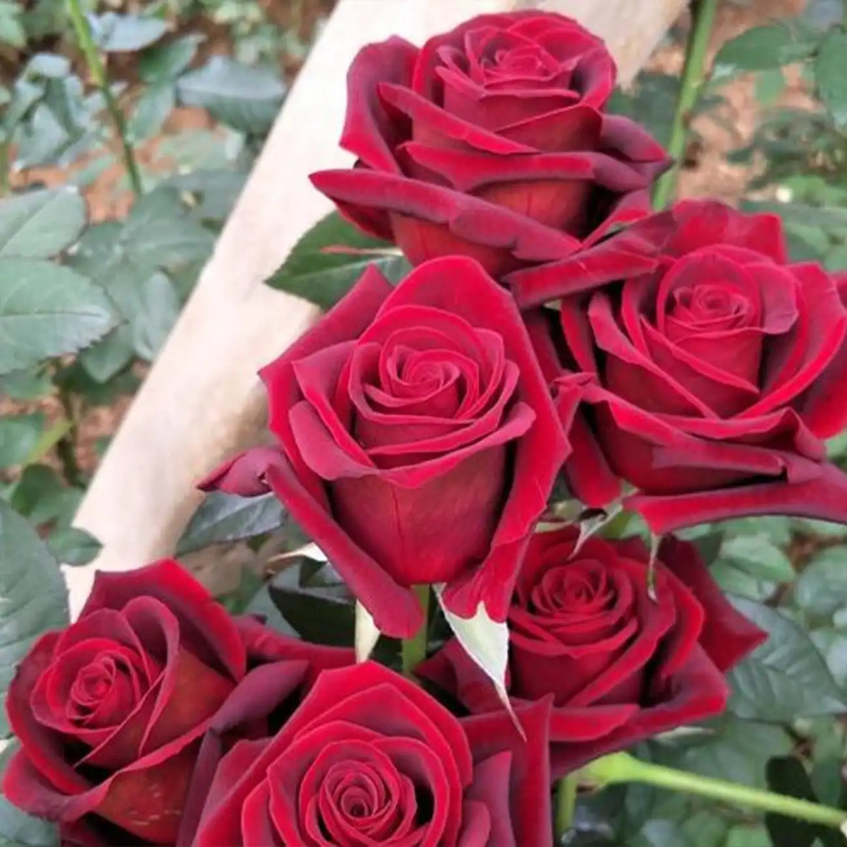 Legend Rose Seeds