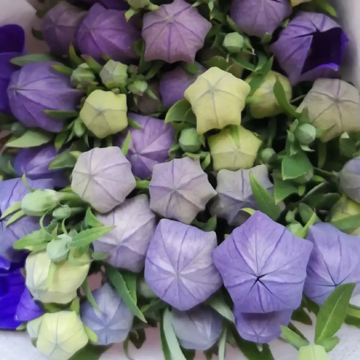 Light Purple Platycodon Seeds