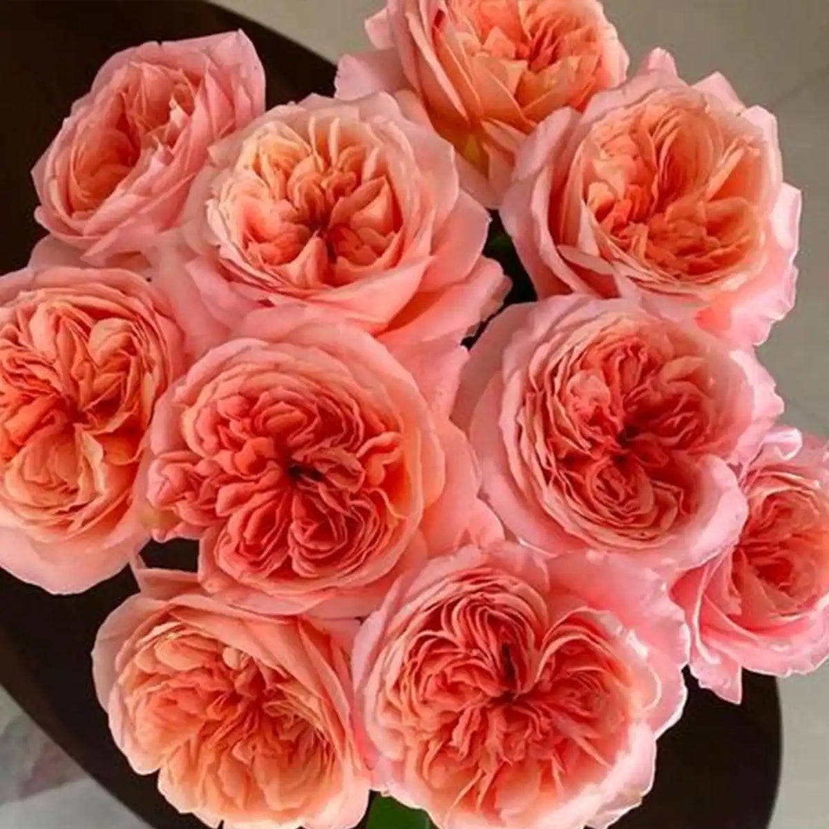 London Eye Rose Seeds