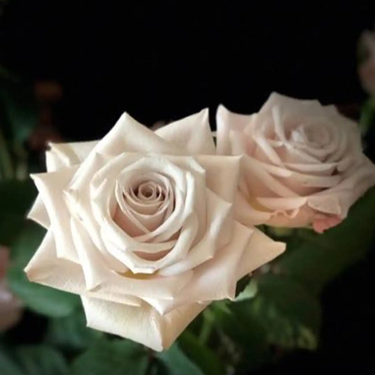 Manta Rose Seeds
