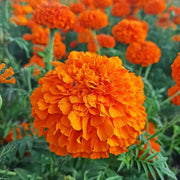 Platinum Series Marigolds Seeds