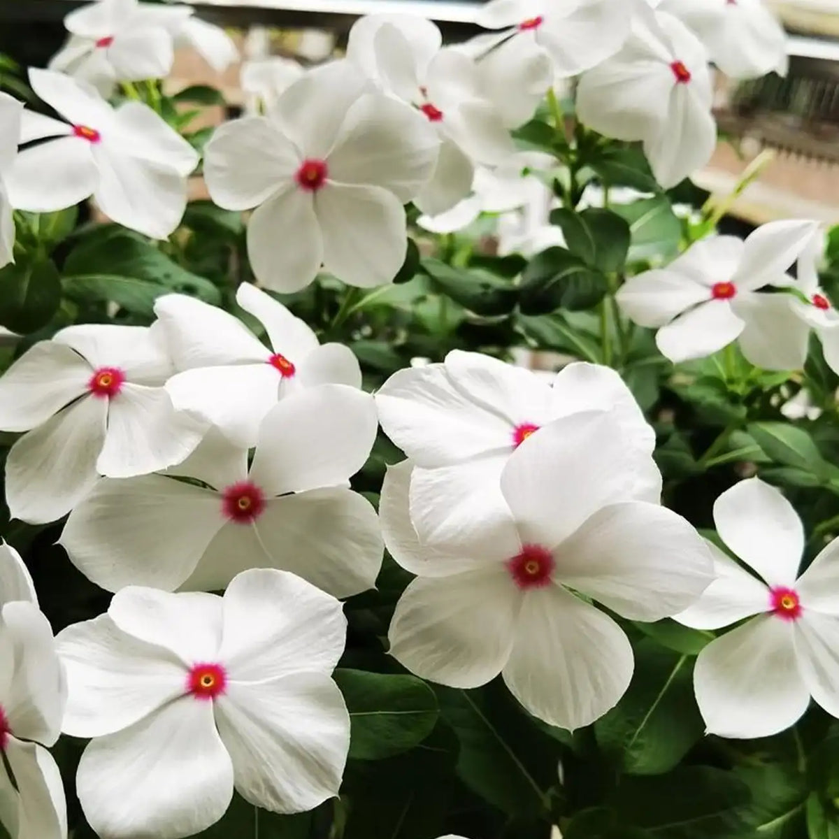 Mega Bloom Polka Dot Vinca Seeds