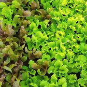 Micro Mini Greens Lettuce Seeds