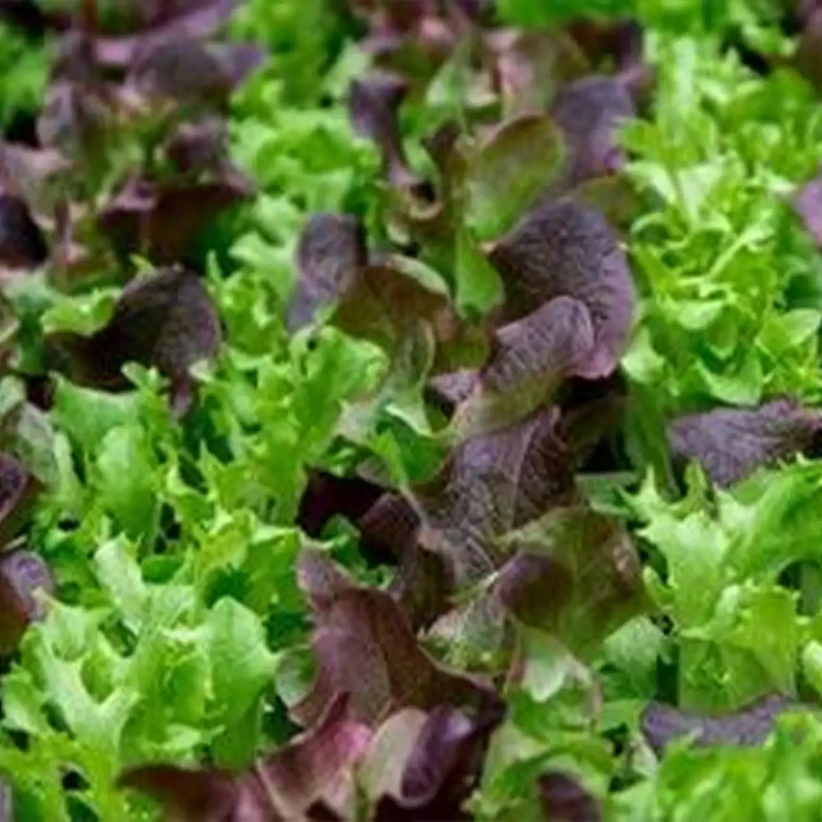 Micro Mini Greens Lettuce Seeds