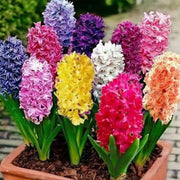 Mixed Color Hyacinth Seeds