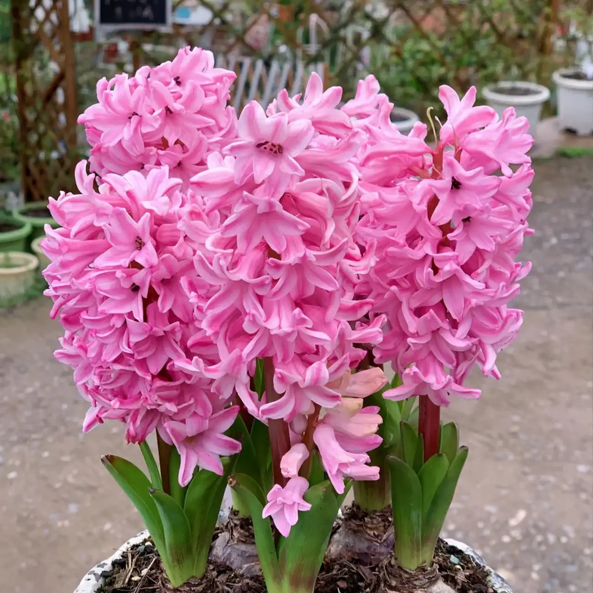 Mixed Color Hyacinth Seeds