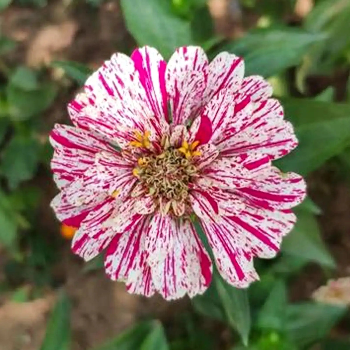 Mixed Zinnias Seeds - Pink & Red Candy Stripe