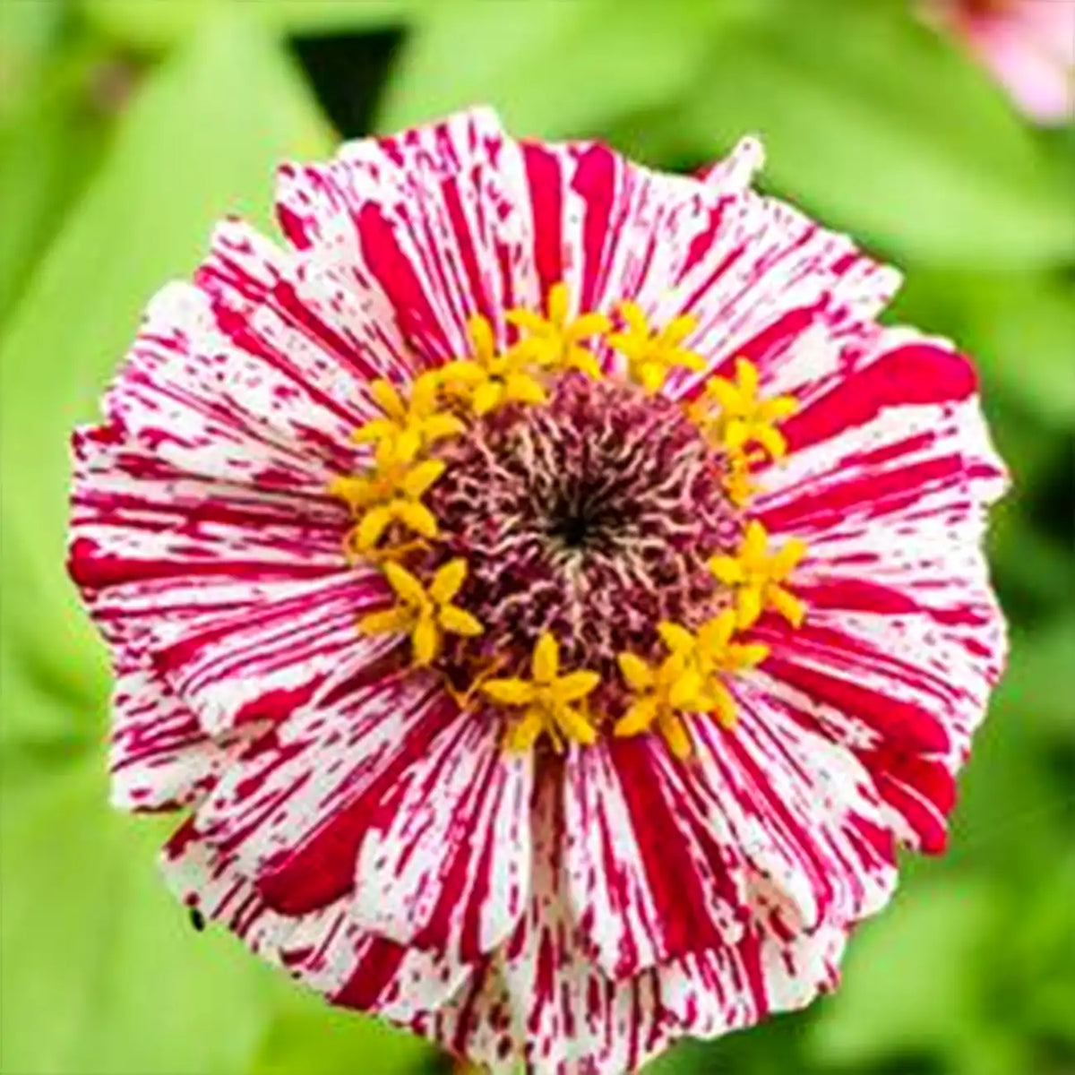 Mixed Zinnias Seeds - Cherry & Cream