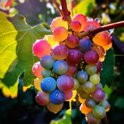 Multi-Colored Grapes Seeds