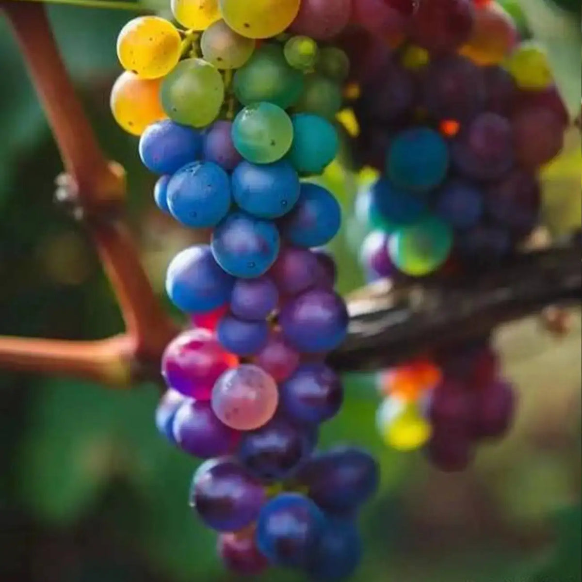 Multi-Colored Grapes Seeds