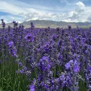 Munstead Lavender Heirloom Seeds