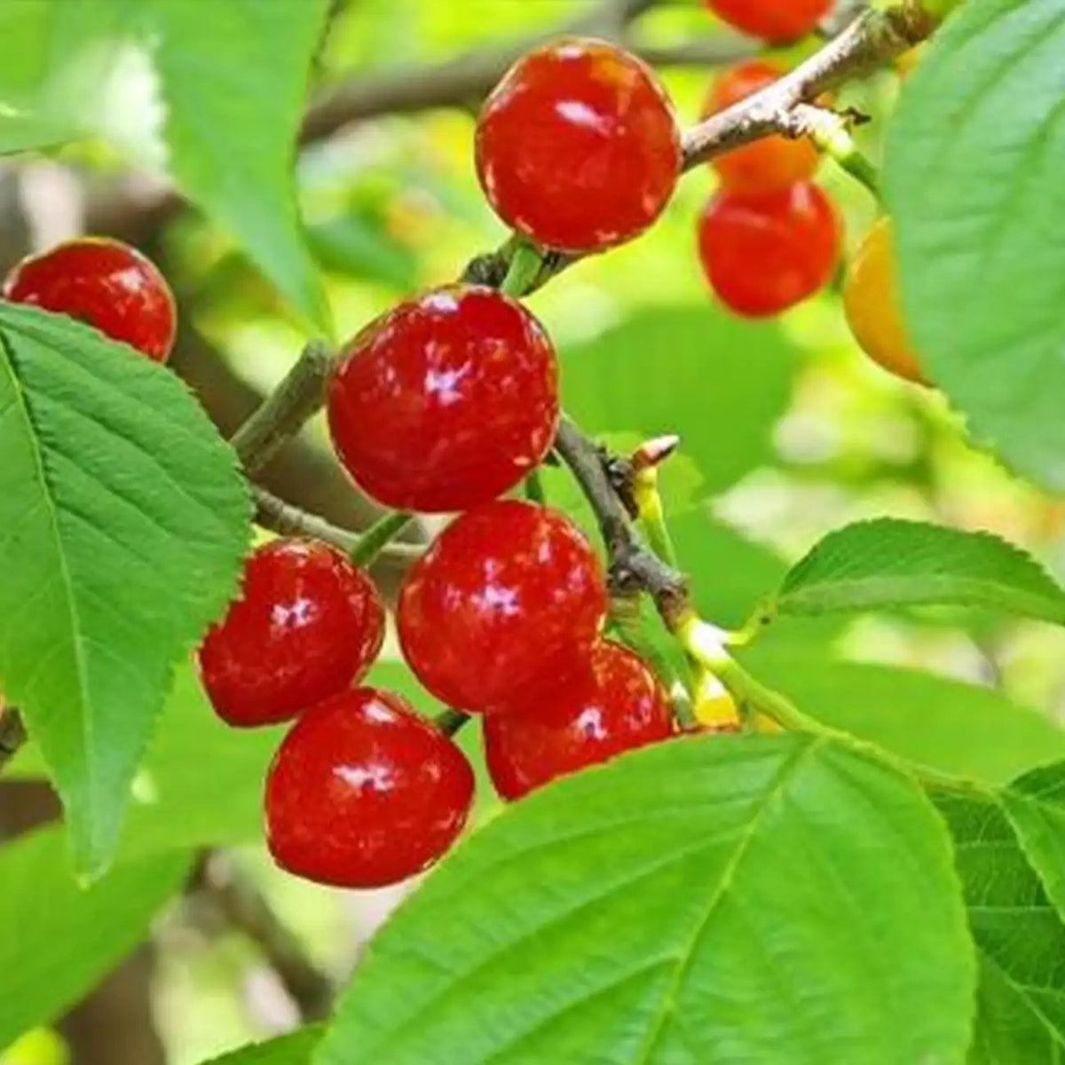 Nanking Cherry Seeds