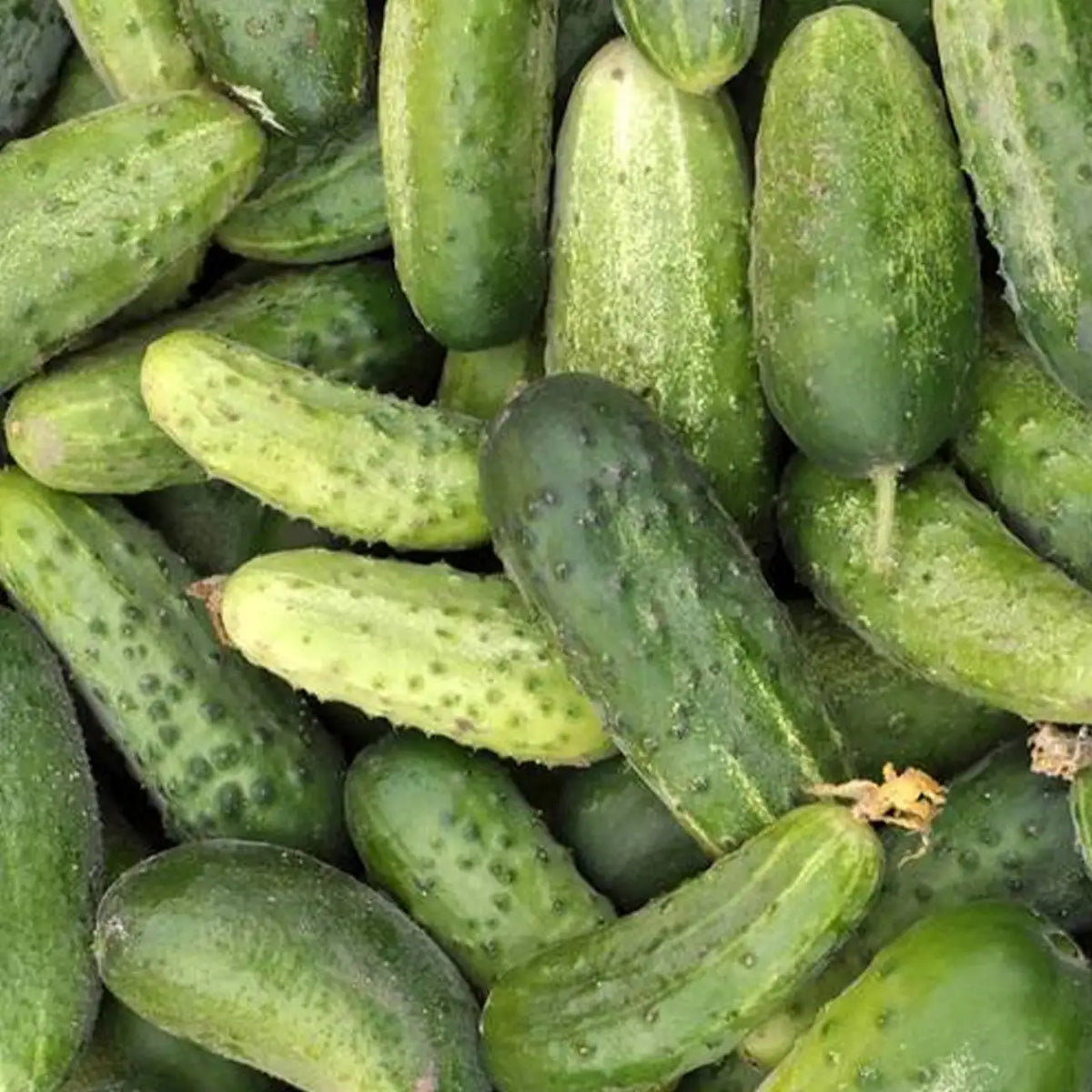 National Pickling Cucumber Seeds