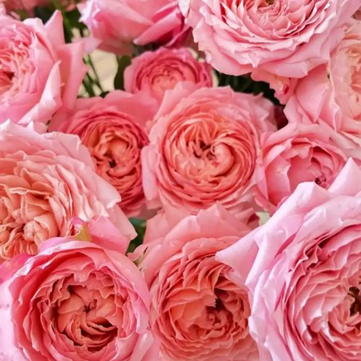No. 5 Perfume Rose Seeds