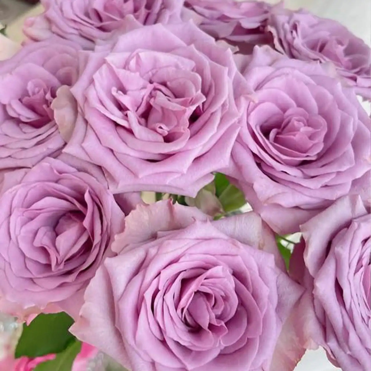 Ocean Song Rose Seeds