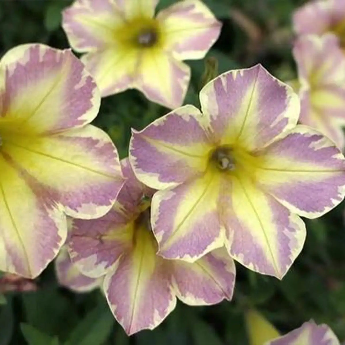 Petunia Seeds - Golden Violet