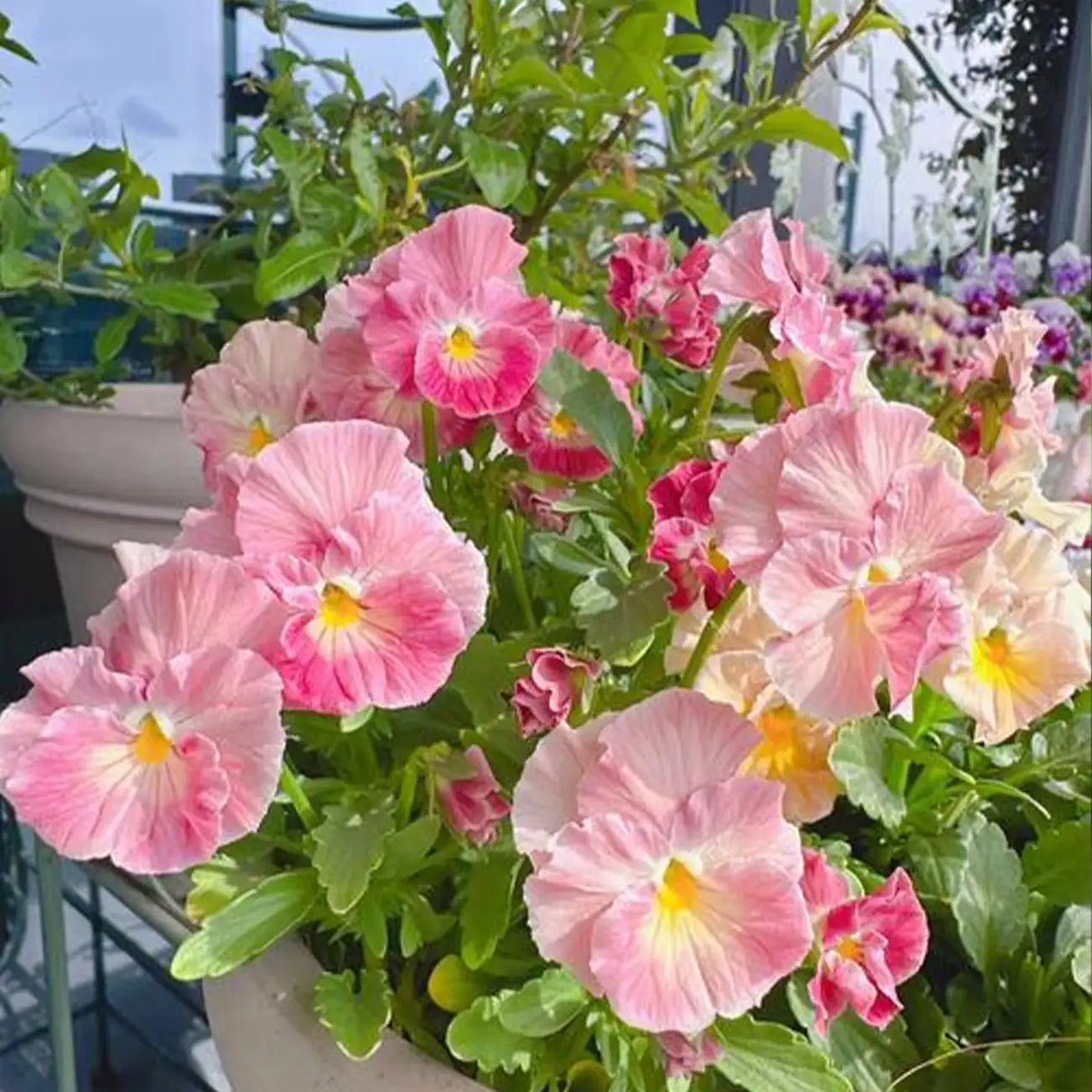 Winter Elf Pansy Seeds - Mixed Colors