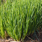 Parade Green Onion Seeds