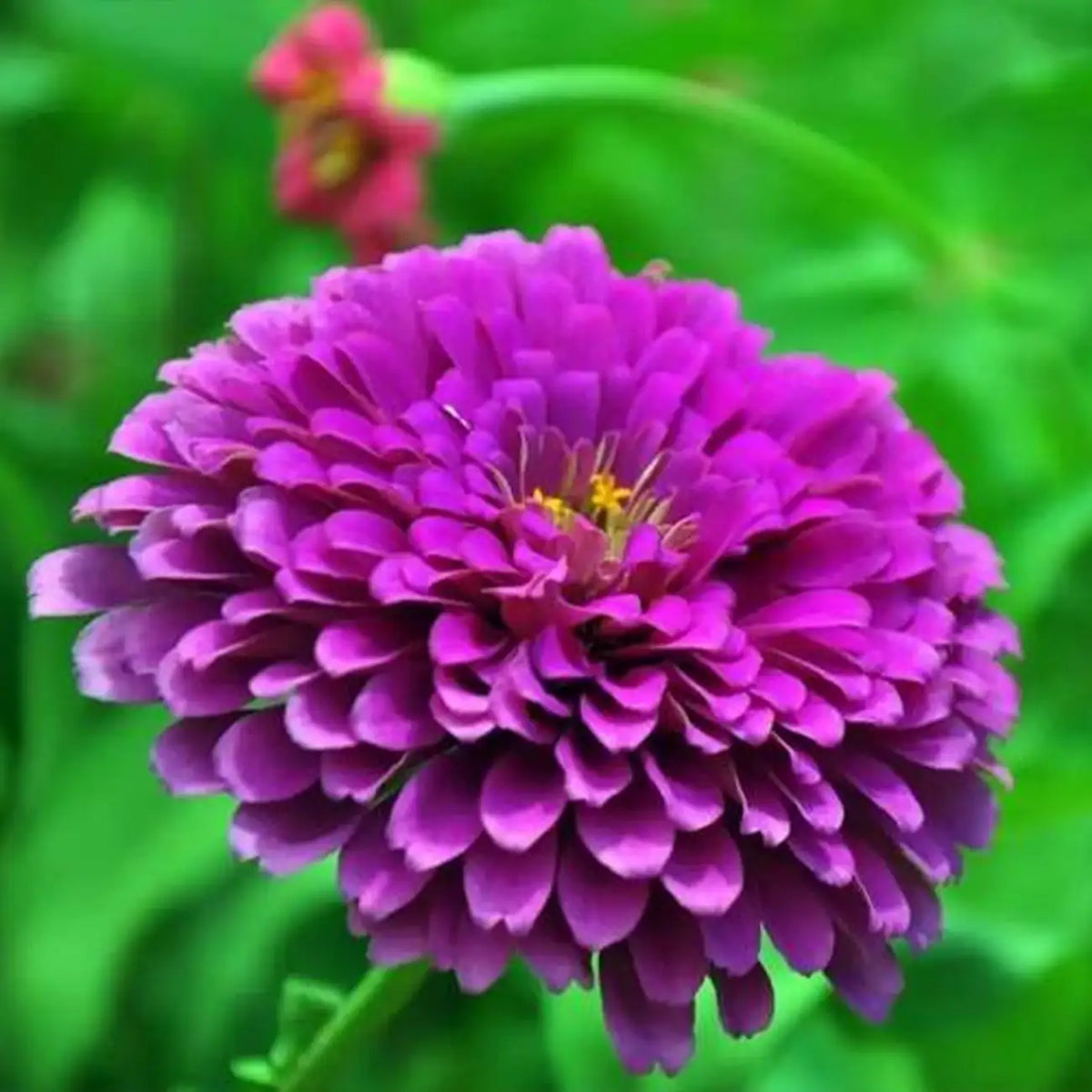 Park's Picks Lilac Zinnia Seeds