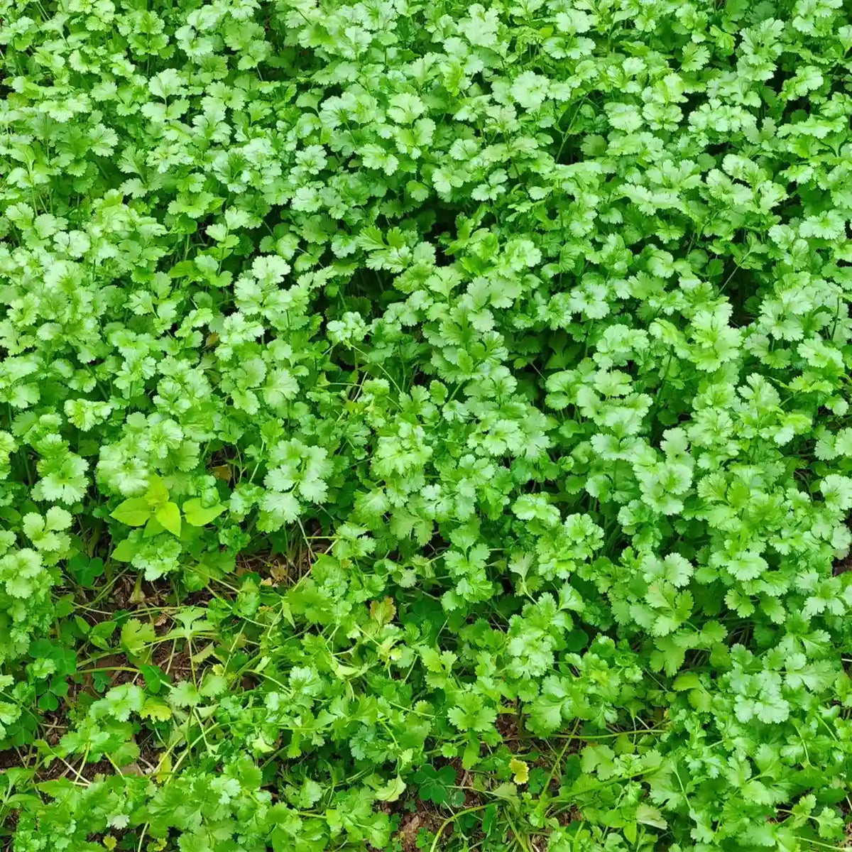 Parsley Seeds