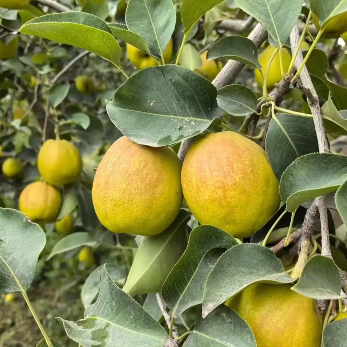 Pear Seeds