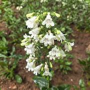 White Penstemon Seeds