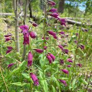 Purple Penstemon Seeds