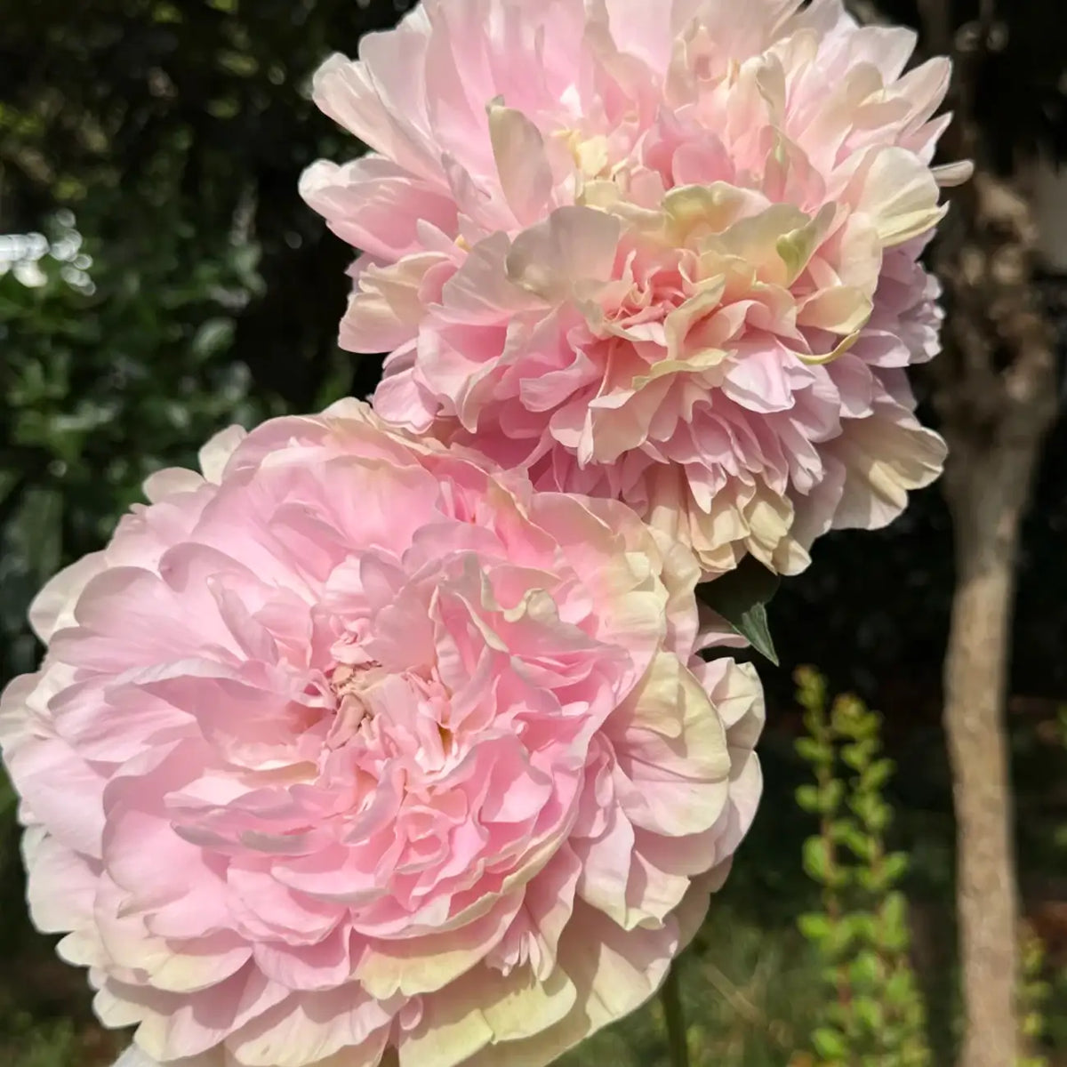 Peony 'Antique Kaguya' Seeds