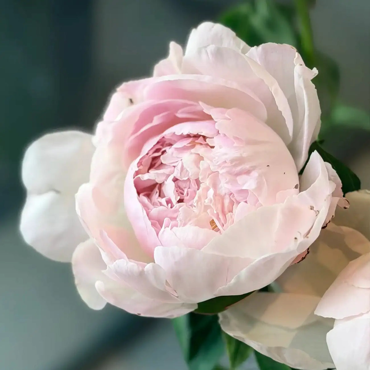 Peony 'Blushing Queen' Seeds