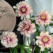 Peony 'Caroline Constabel' Seeds