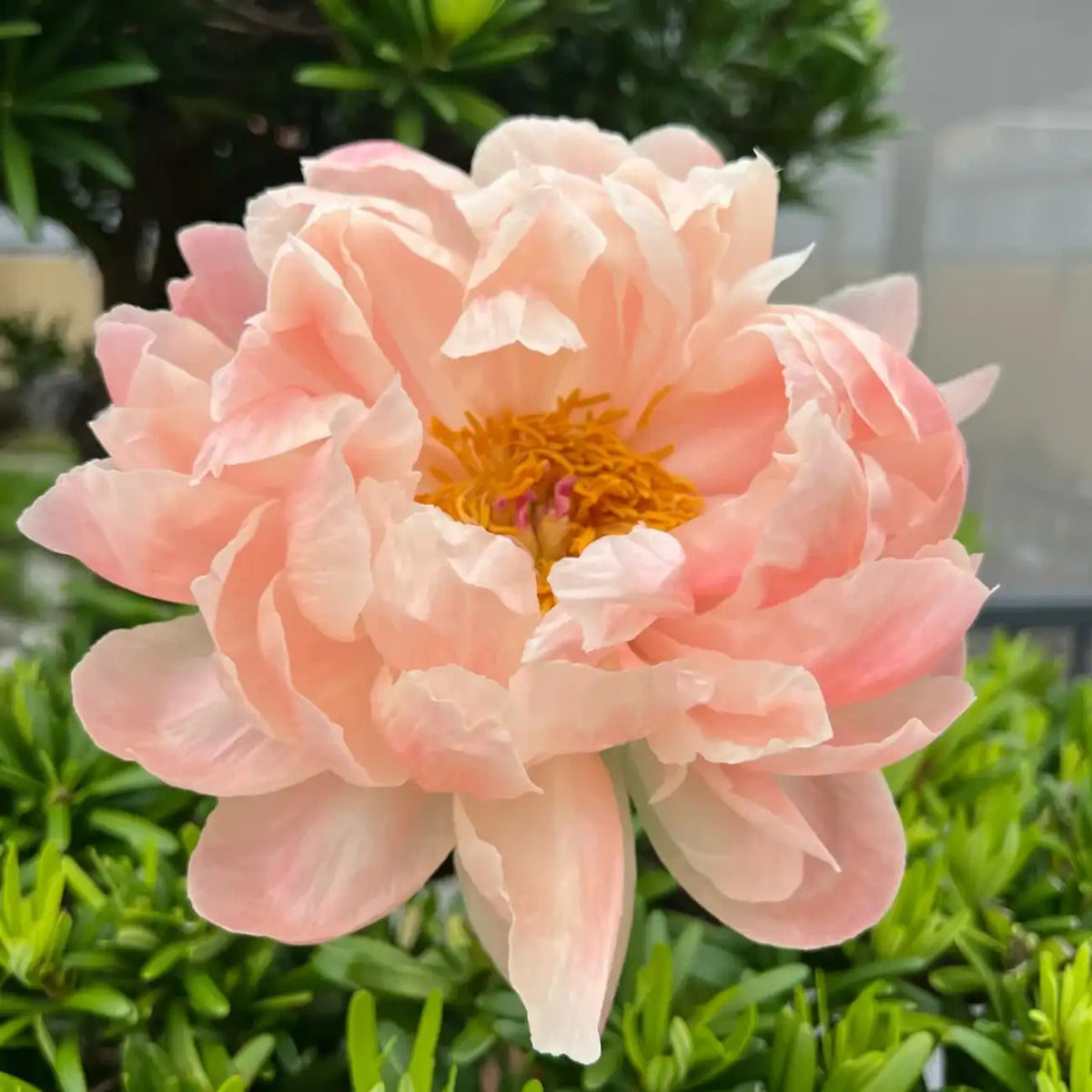 Peony 'Coral Charm' Seeds