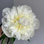 Peony 'Duchesse de Nemours' Seeds